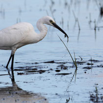 Aigrette garzette