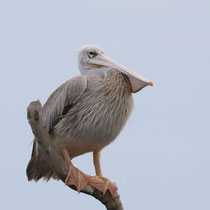 Pélican gris