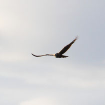 Buse variable