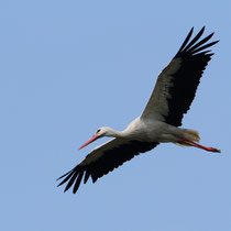 Cigogne blanche