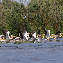 Pélicans blancs