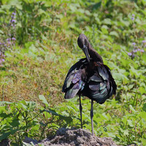 Ibis falcinelle