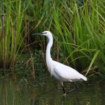 Aigrette garzette