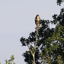 Buse variable