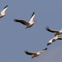 Pélicans blancs