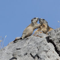 Marmottes