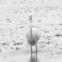 Grande aigrette