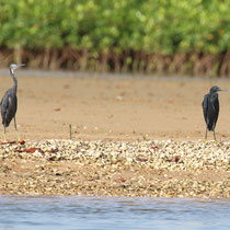 Aigrette des récifs et aigrette ardoisée