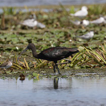 Ibis falcinelle et Chevalier sylvain