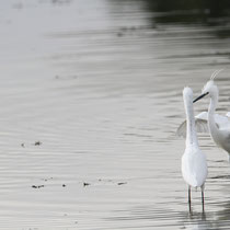 Aigrette garzette