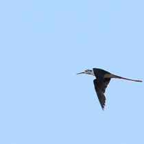 Echasse blanche