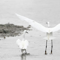 Aigrette garzette