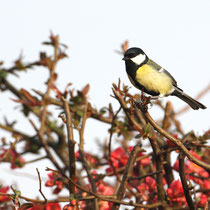 Mésange charbonnière dans mon jardin