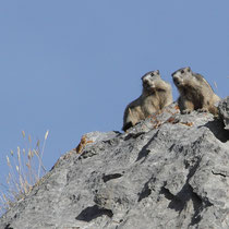 Marmottes
