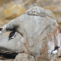 Pingouin torda