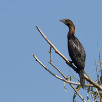 Cormoran pygmé