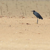Aigrette ardoisée