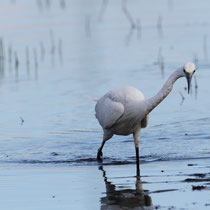 Aigrette garzette