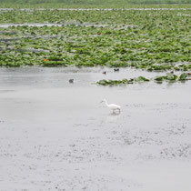 Aigrette garzette