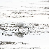 Aigrette garzette