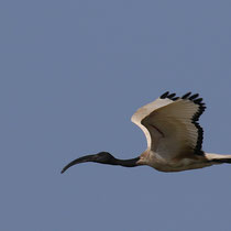 Ibis sacré