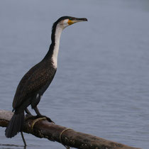 Grand cormoran