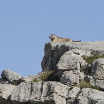 Marmottes