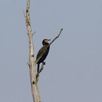 Grand Cormoran
