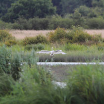 Grande aigrette