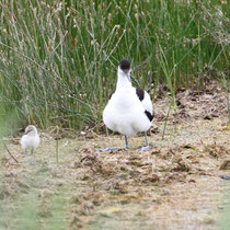 Avocettes élégante