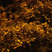 Goldener Herbst (im Schein einer Laterne)