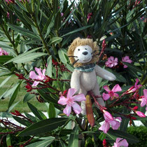Hier hat mich Carola im Oleander fotografiert.