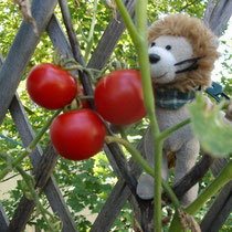 Die Tomaten auf dem Balkon können wir nun ernten. Hmm, lecker.