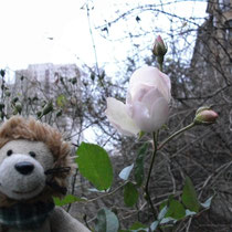 Heute ist der 14.12.!!! und wir haben diese zarte Rose entdeckt.