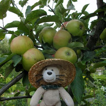 Die Äpfel müssen noch reifen - die sind noch total sauer - ihgitt, ihgitt..