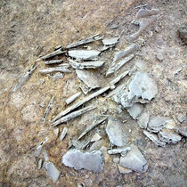 Fossilien im Kalkstein - barfuss sollte man hier wohl lieber nicht gehen.