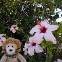 Hibiskus - wunderschön, fast wie in unserem Garten.