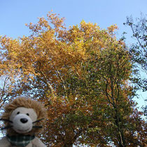 Im Park hat sich der Herbst voll entfaltet und die Sonne taucht alles in sanftes Licht.