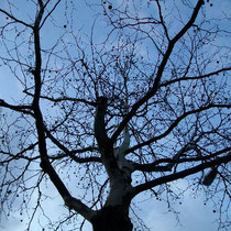 Der Baum streckt die Äste in den blauen Himmel. Ich strecke meine Arme nach der Wärme.