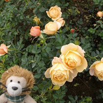 Diese lachsfarbenen Rosen sind auch sehr schön.