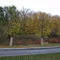 Der Himmel ist grau, aber der Herbst hat die Bäume kunterbunt eingefärbt.