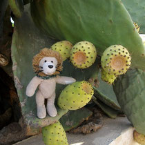 Kakteen haben wir schon einige gesehen. Kennt Ihr Kaktusfeigen? Die sind lecker.
