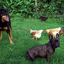Brandy, ein Beauceron und Olga kann man problemlos mit den Hühnern laufen lasse