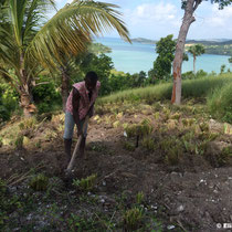 Fouille du vétiver à la coopérative COPVECA