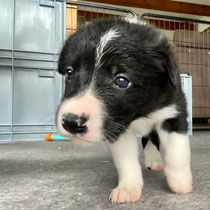 Balou Rüde/mâle, schwarz-weiss/noir et blanc, verkauft/vendu