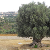 Agrigente - Un magnifique olivier plusieurs fois centenaire.