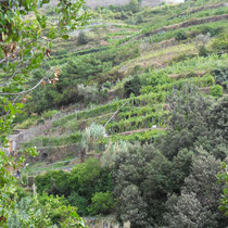 Les cinque Terre - Après le village, culture des vignes, des oliviers, des agrumes en terrasses, soutenues par des restanques ( murs de pierres sèches). 
