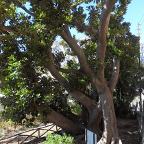 Capri - Un arbre multi centenaire.