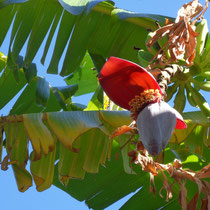 Capri - Une fleur de bananier.