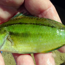 Vieille (Symphodus melops) avec coloration locale. 10 cm